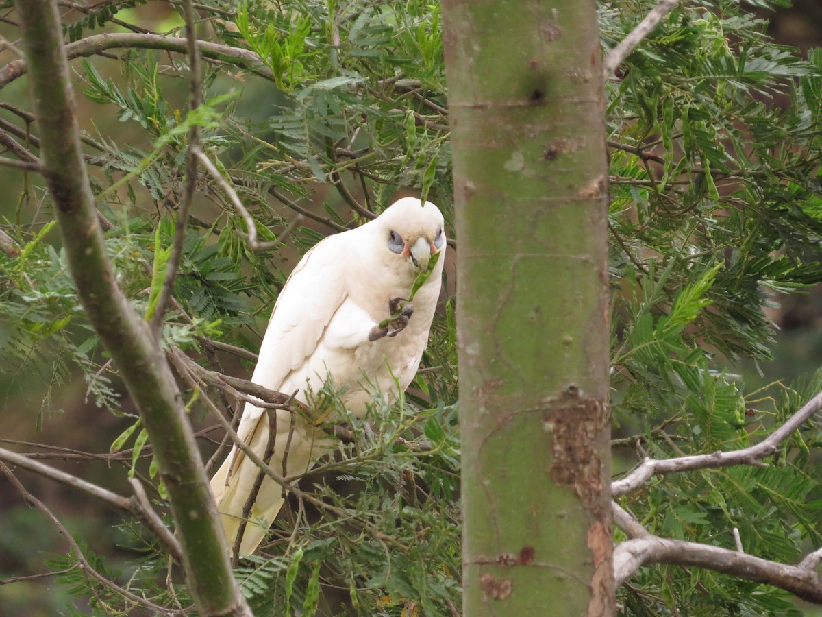 Little Corella - ML610531785