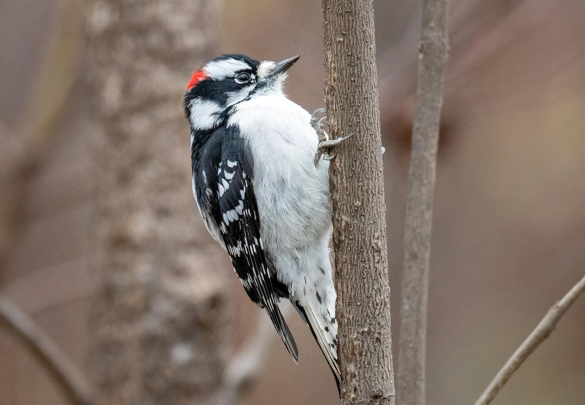 Downy Woodpecker - Yannick Fleury