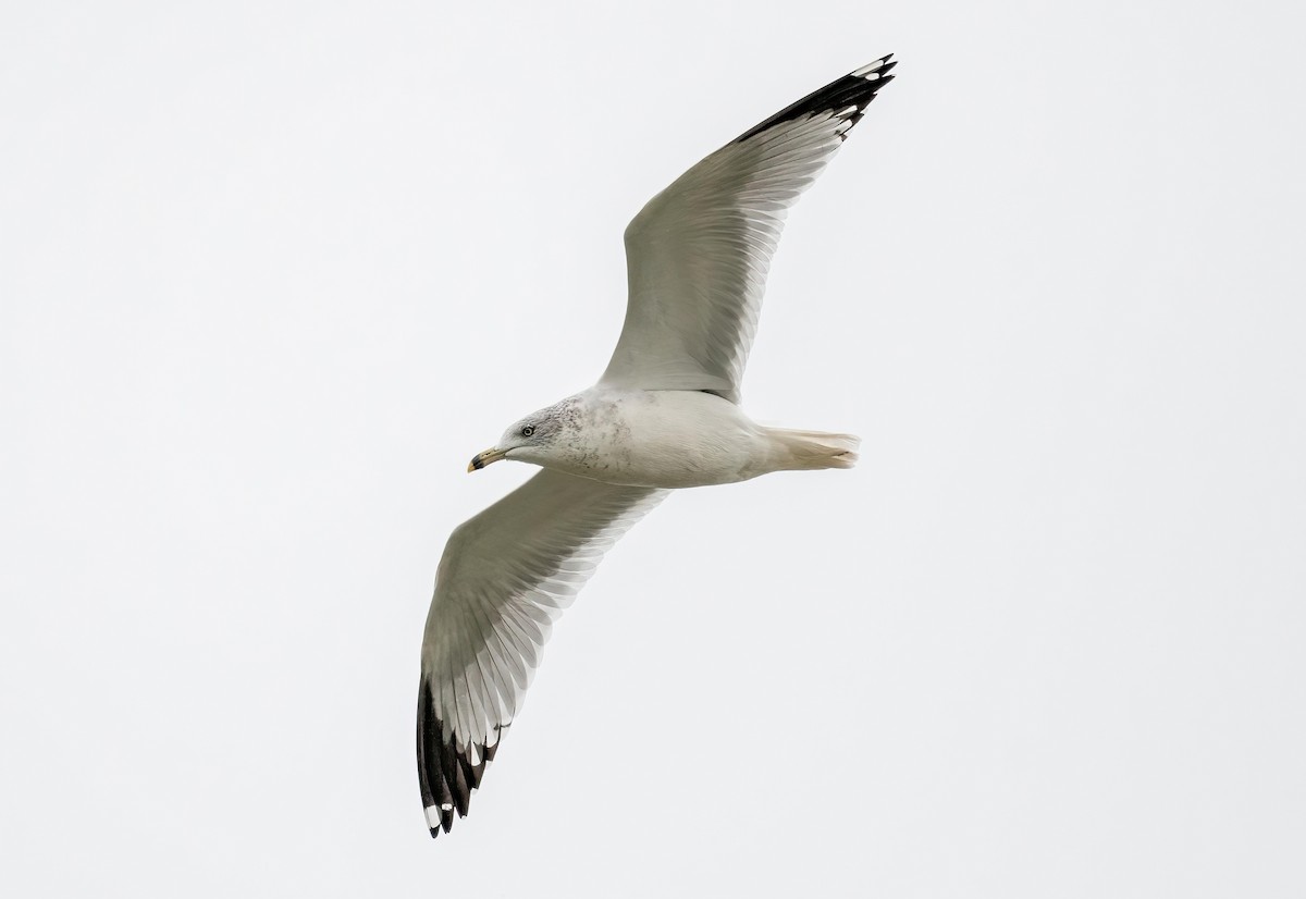 Ring-billed Gull - Yannick Fleury