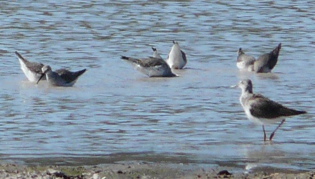 Stilt Sandpiper - ML610531895