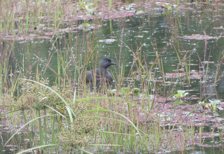 Least Grebe - ML610531947