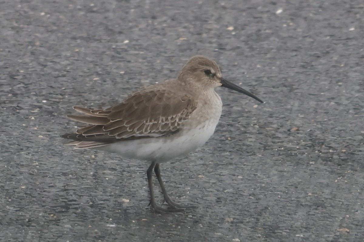 Dunlin - ML610531983