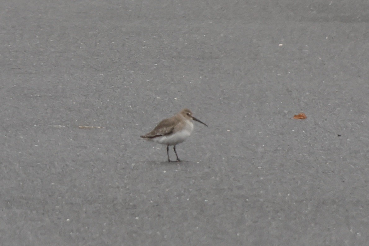 Dunlin - ML610531987