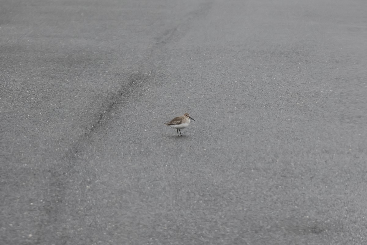 Dunlin - ML610531989