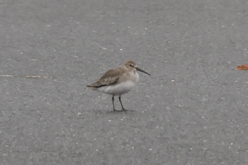 Dunlin - ML610531990