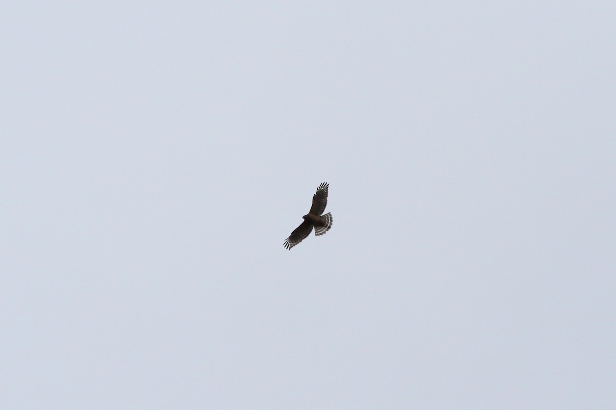 Red-shouldered Hawk - Anonymous