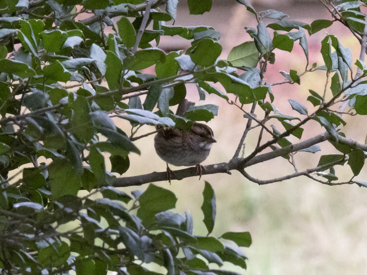 White-throated Sparrow - ML610532023