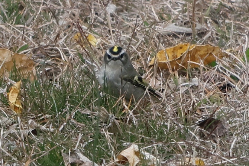 Golden-crowned Kinglet - ML610532026