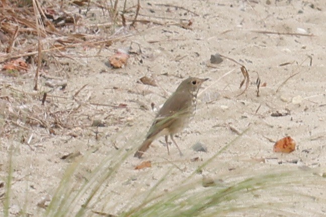 Hermit Thrush - ML610532032