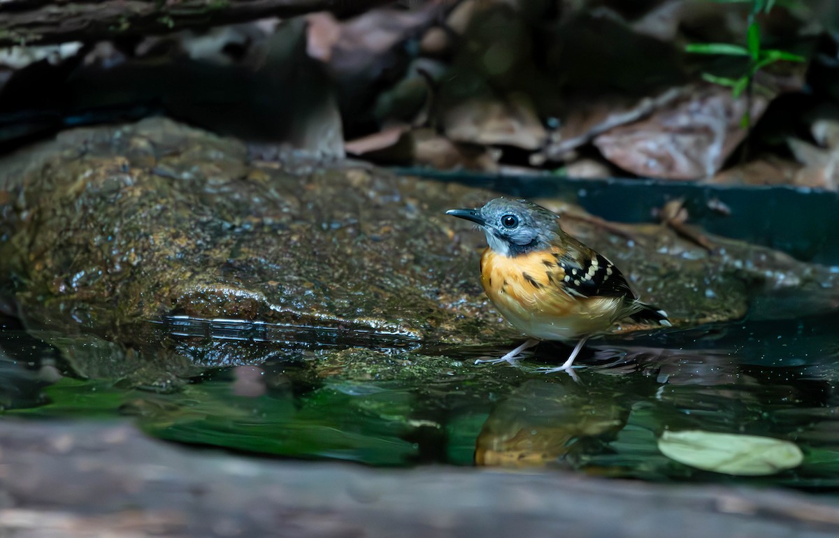 Spot-backed Antbird - David Tripp Jr