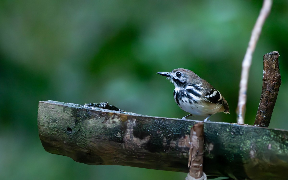 Dot-backed Antbird - ML610532042