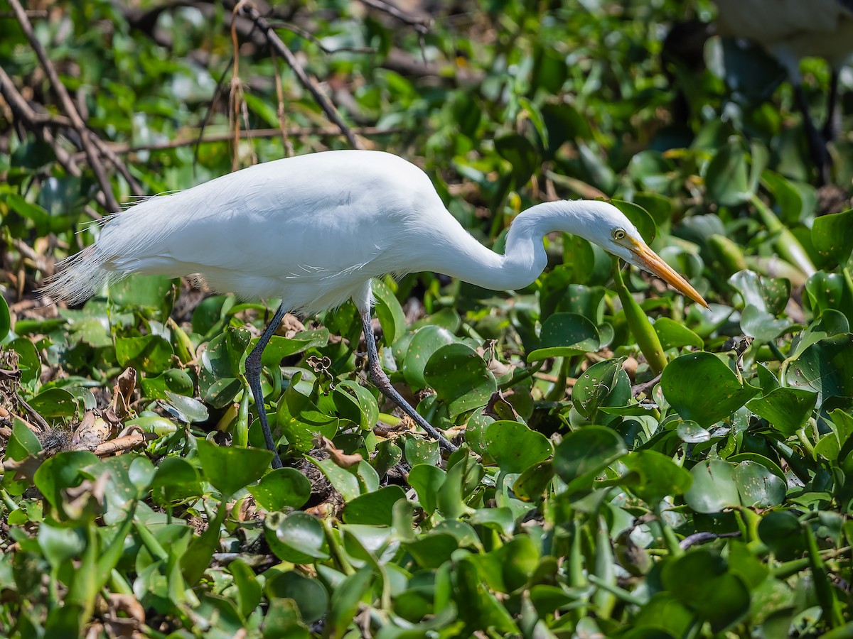 Great Egret - ML610532061