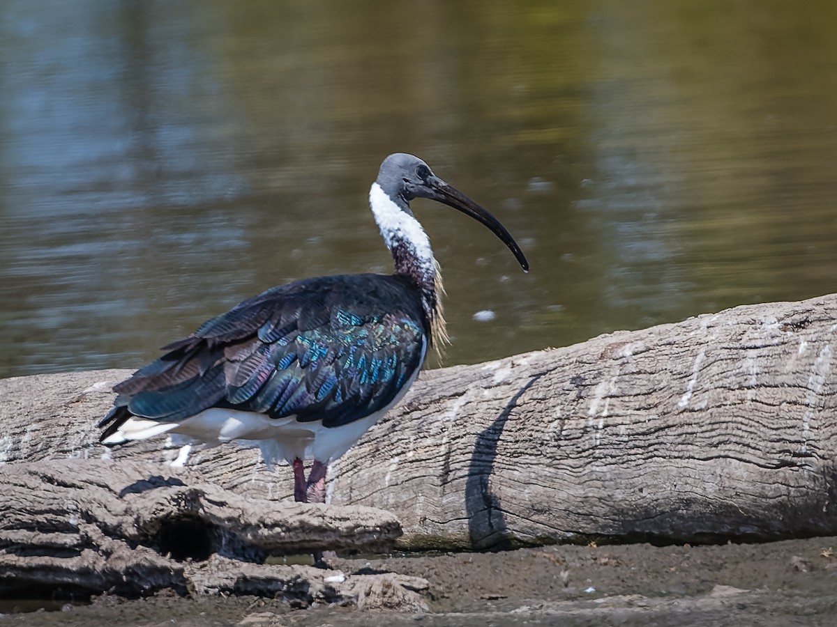 Straw-necked Ibis - ML610532072