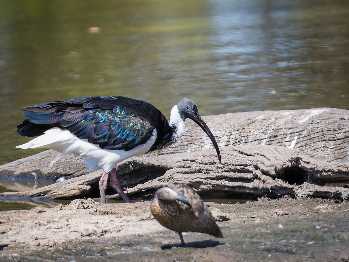 Straw-necked Ibis - ML610532075