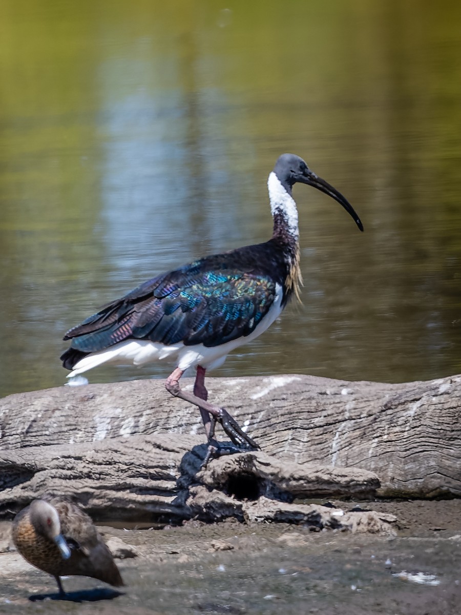 Straw-necked Ibis - ML610532076