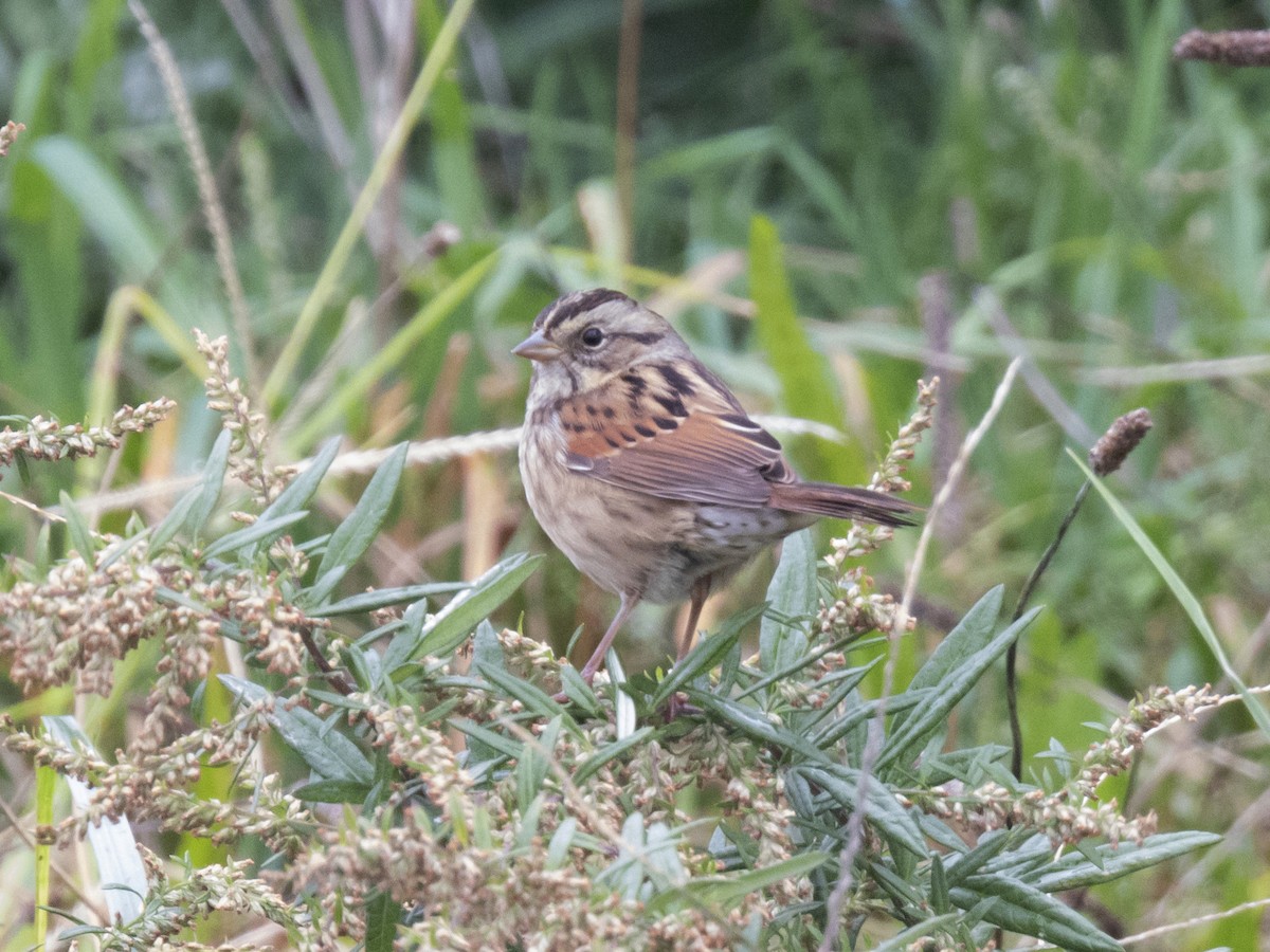 Swamp Sparrow - ML610532079