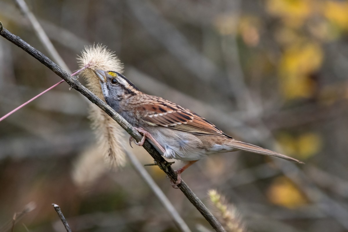 White-throated Sparrow - ML610532154