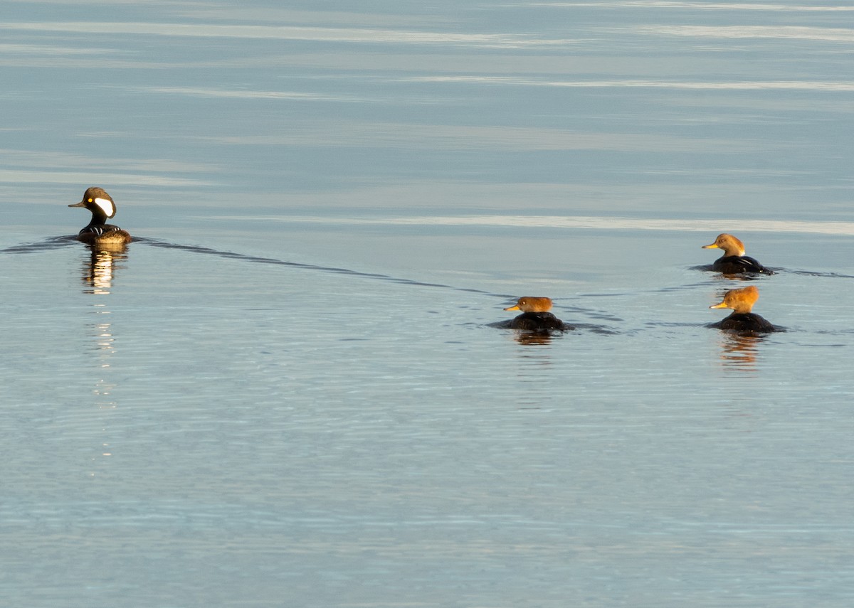 Hooded Merganser - Francois Dubois