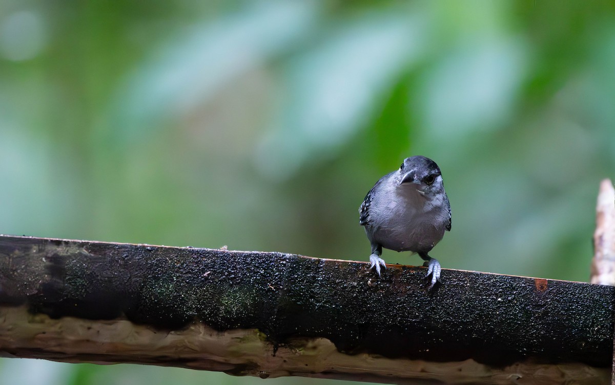 Spot-winged Antshrike - ML610532181