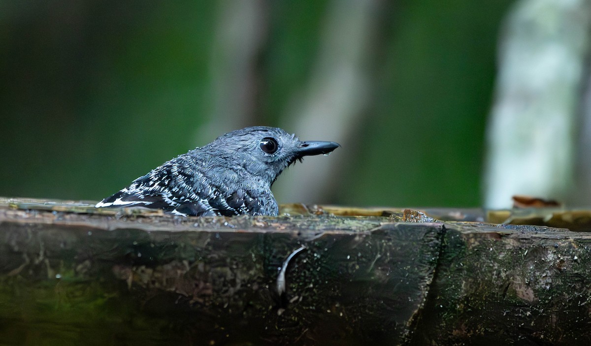 Xingu Scale-backed Antbird - David Tripp Jr