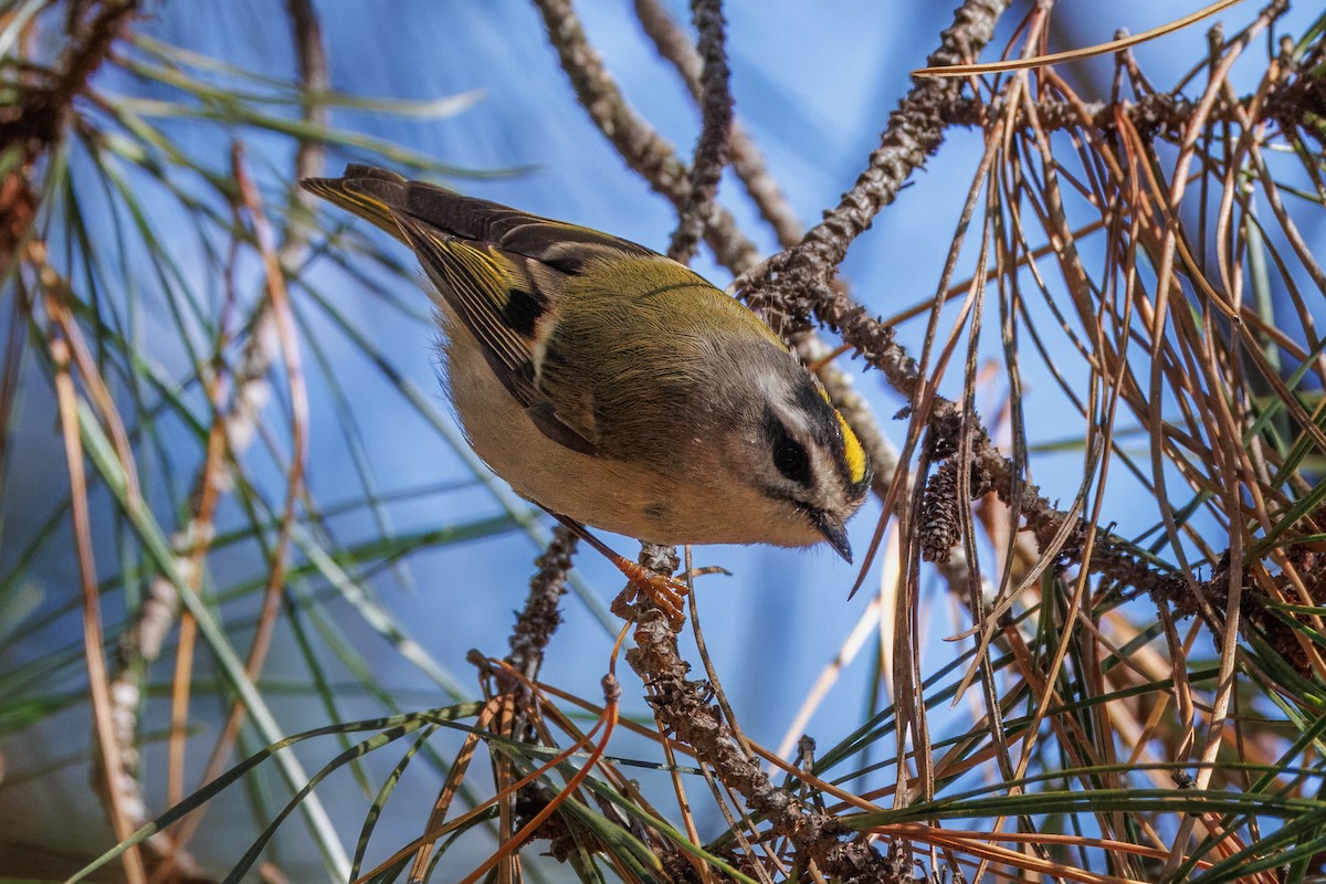 Golden-crowned Kinglet - John Callender
