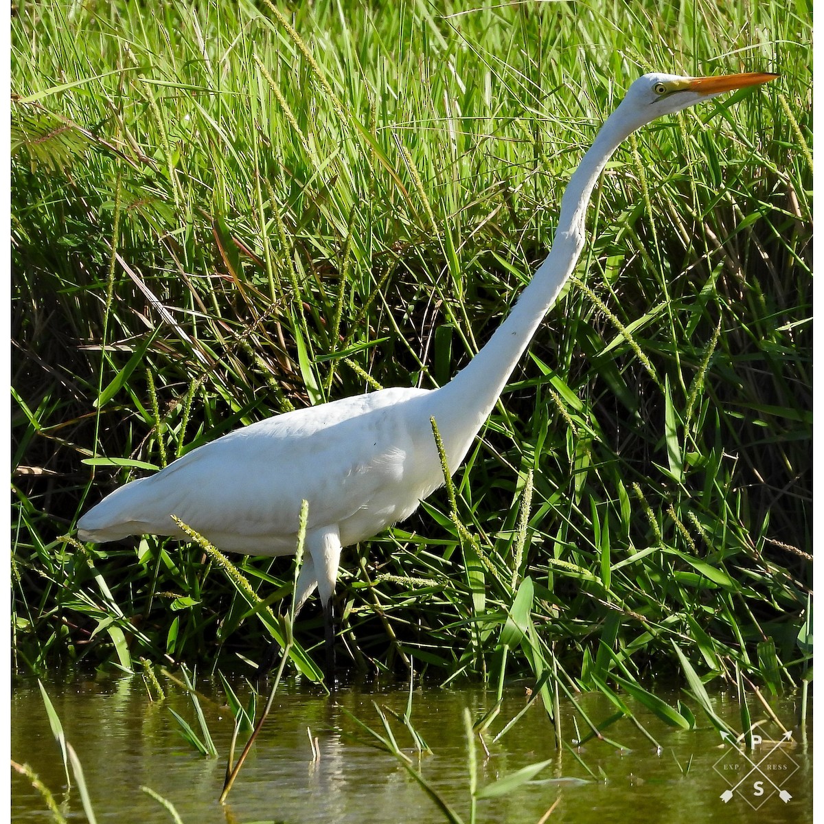 Great Egret - ML610532377