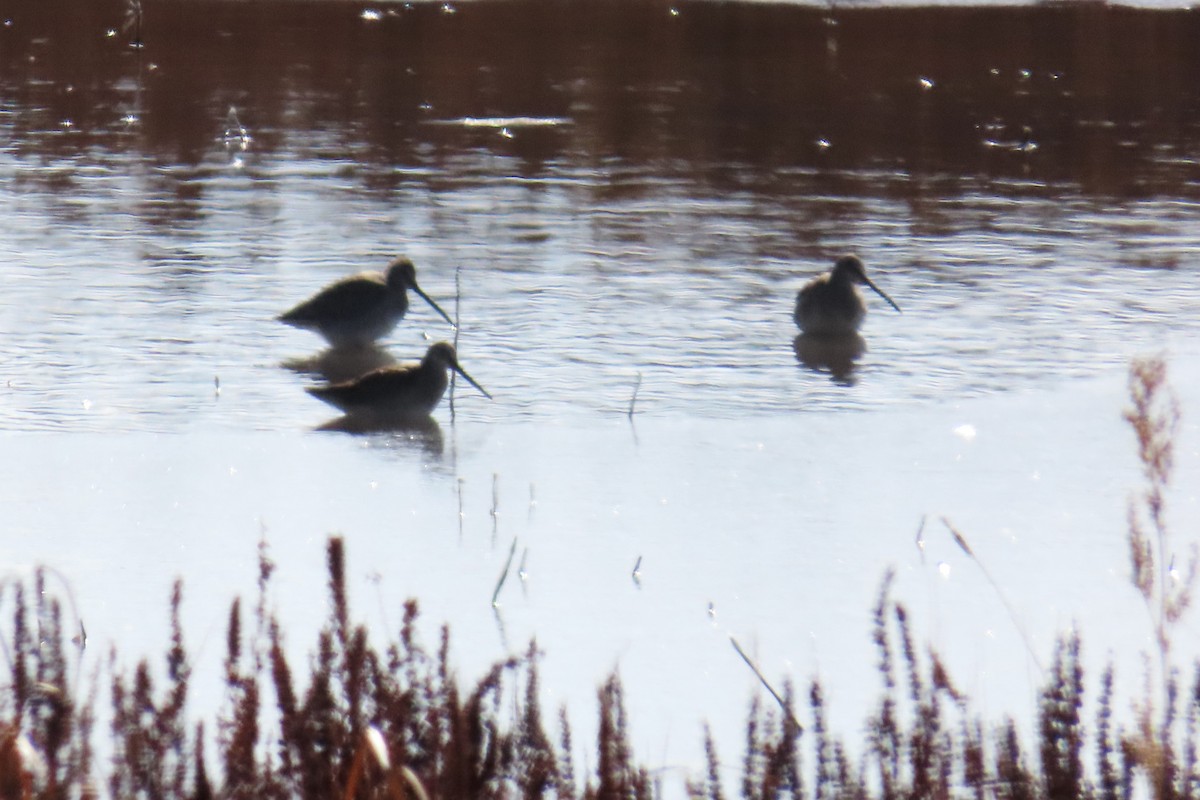 Long-billed Dowitcher - Del Nelson