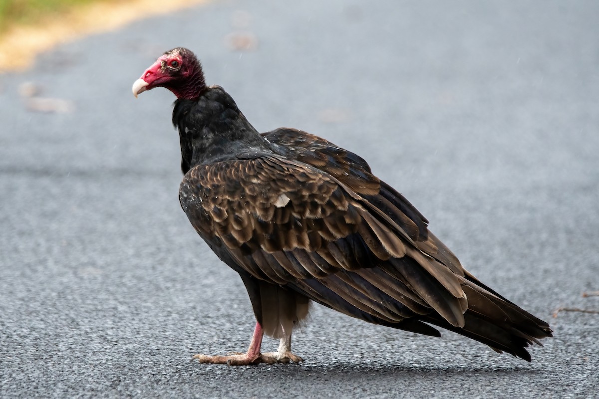 Turkey Vulture - ML610532432