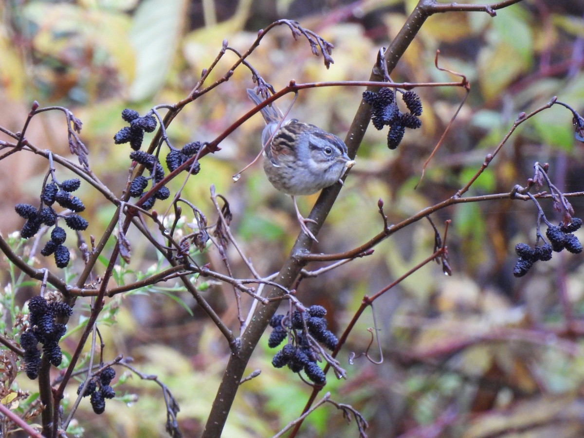 Swamp Sparrow - ML610532498