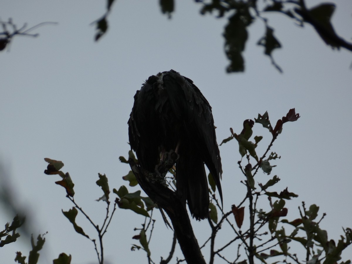 Turkey Vulture - ML610532573