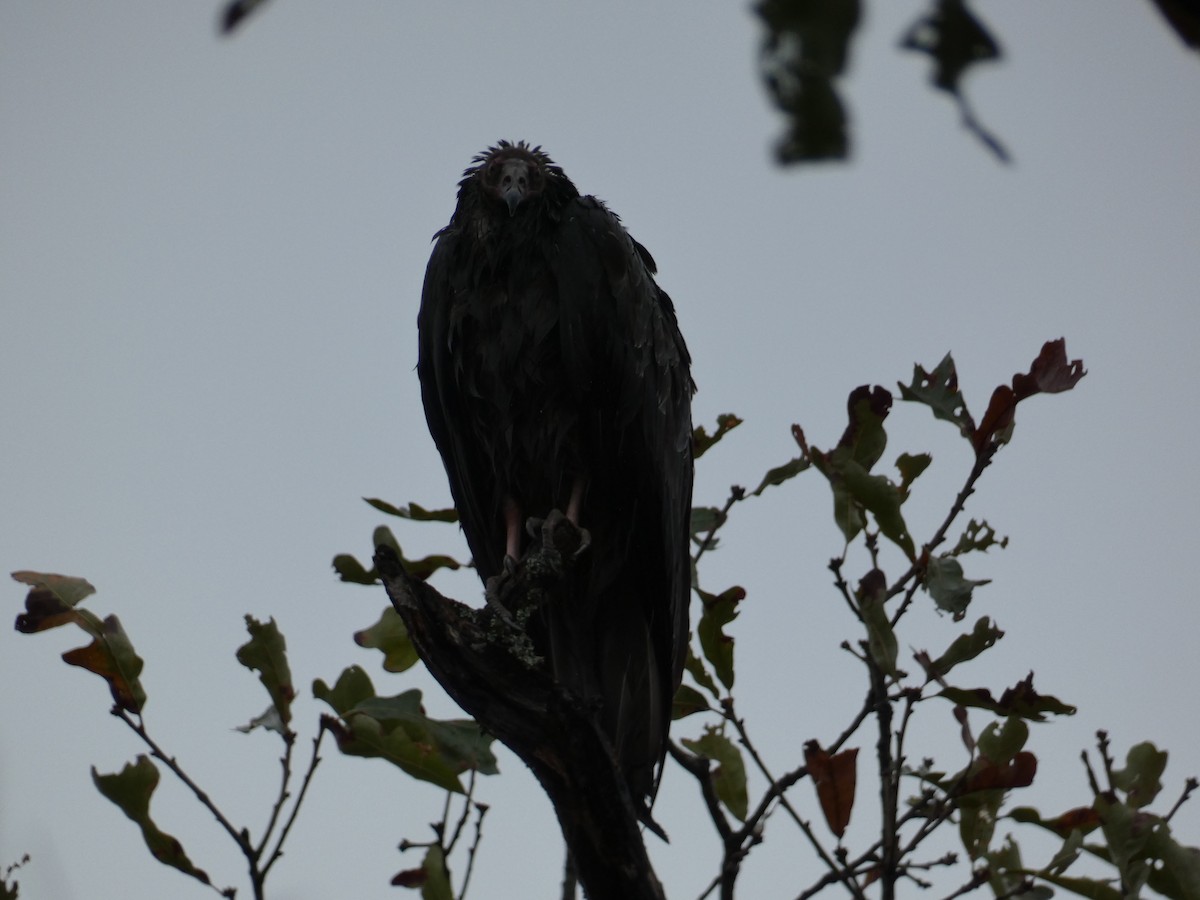 Turkey Vulture - ML610532574