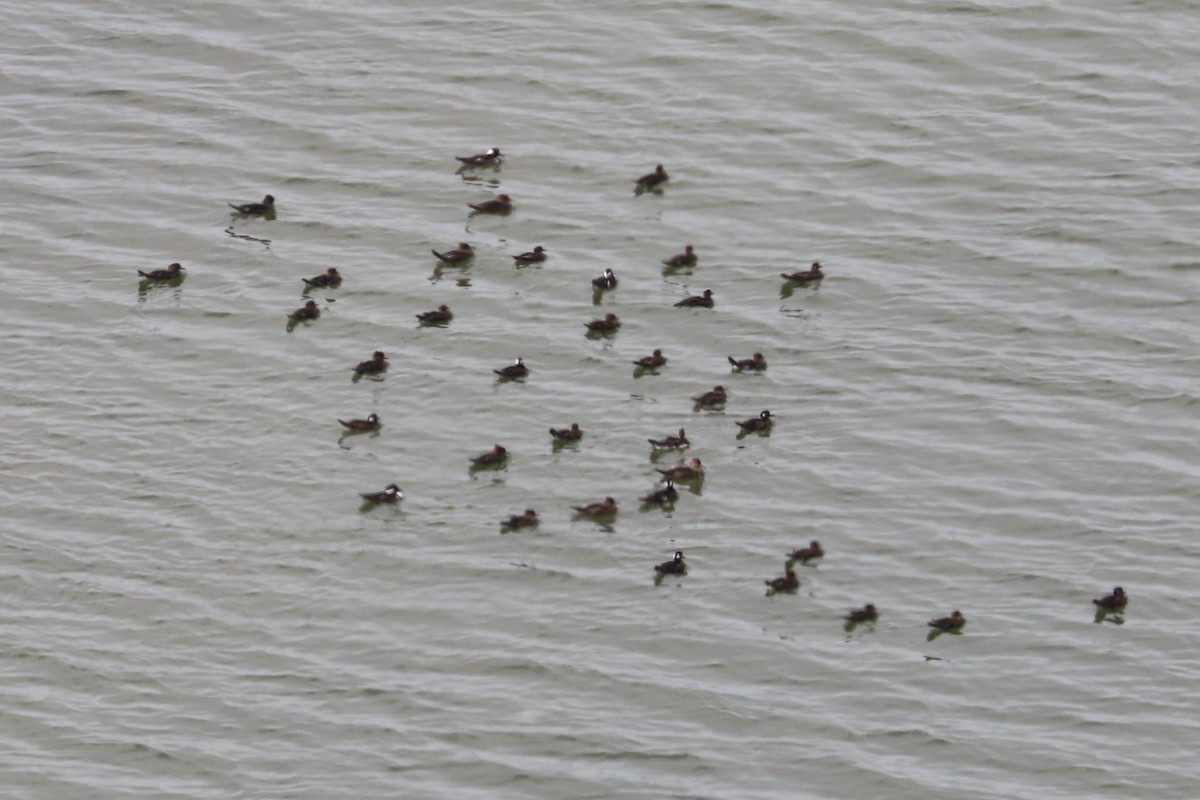 Hooded Merganser - ML610532575