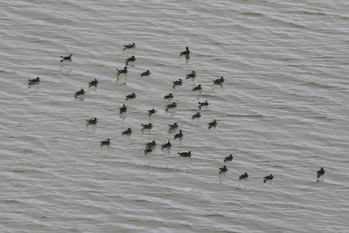 Hooded Merganser - ML610532577