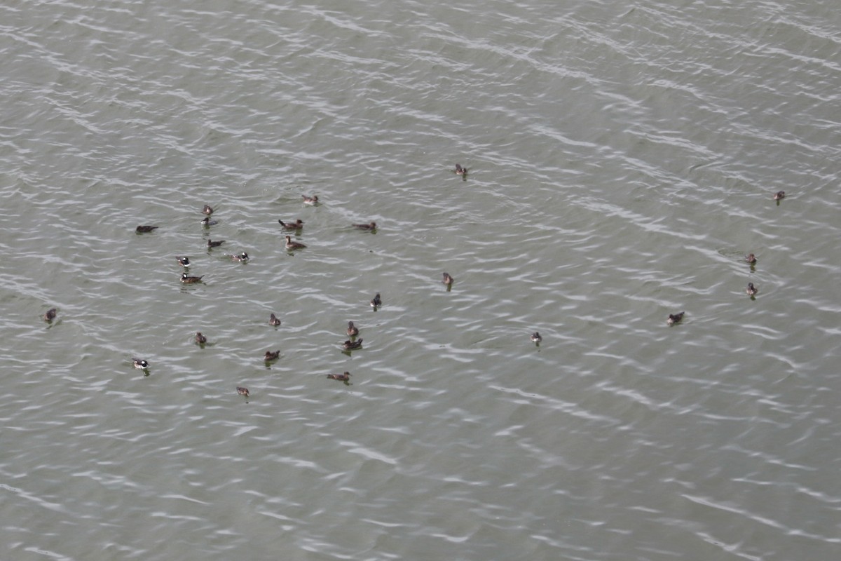 Hooded Merganser - ML610532578