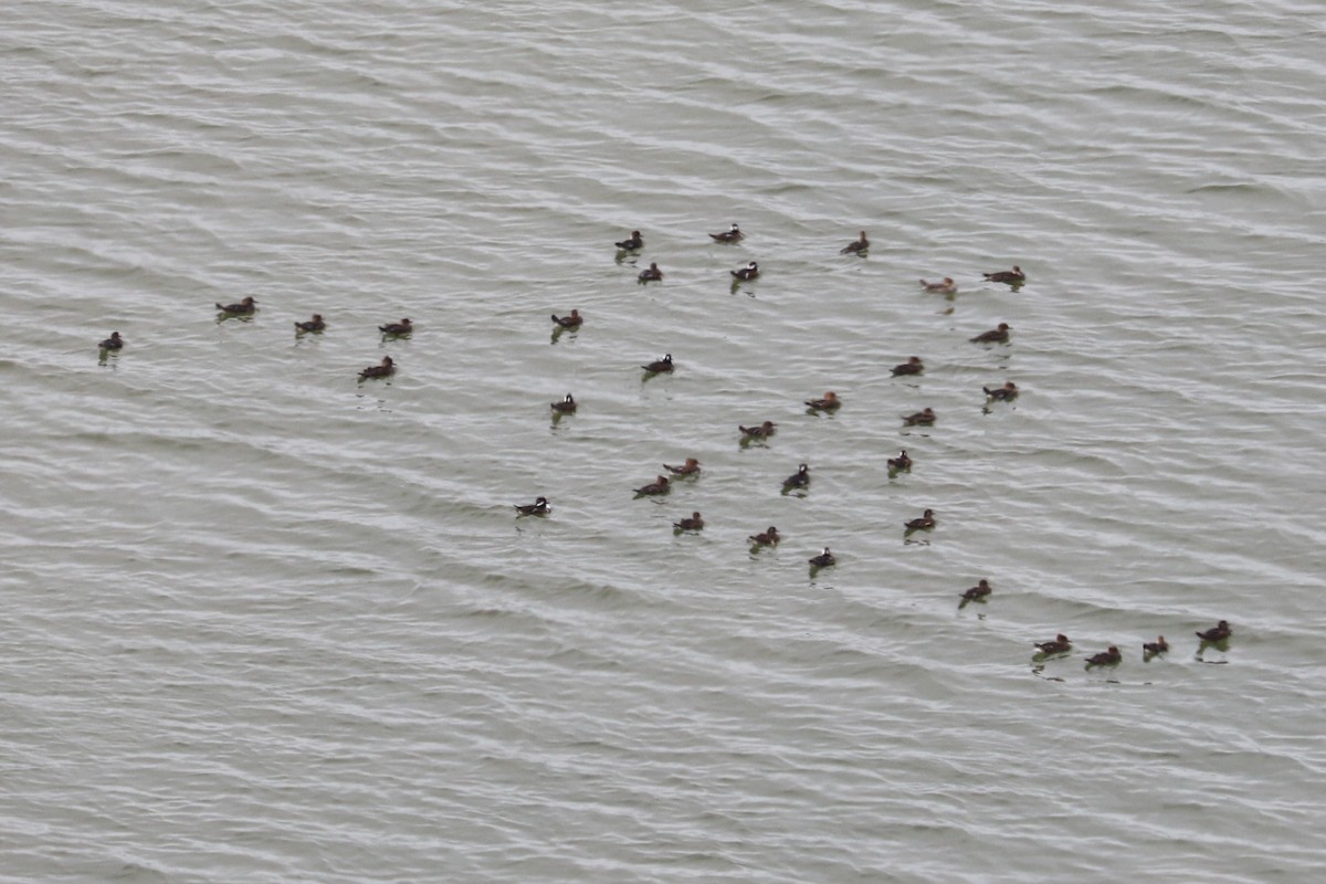 Hooded Merganser - ML610532579