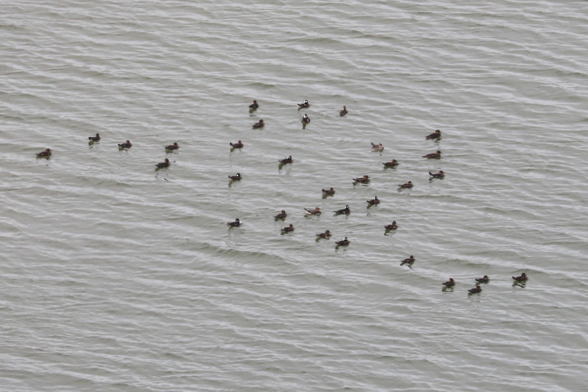 Hooded Merganser - ML610532580