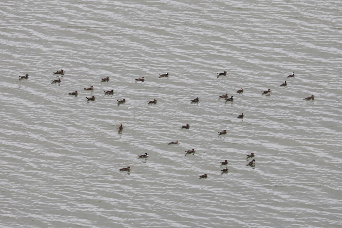 Hooded Merganser - ML610532581