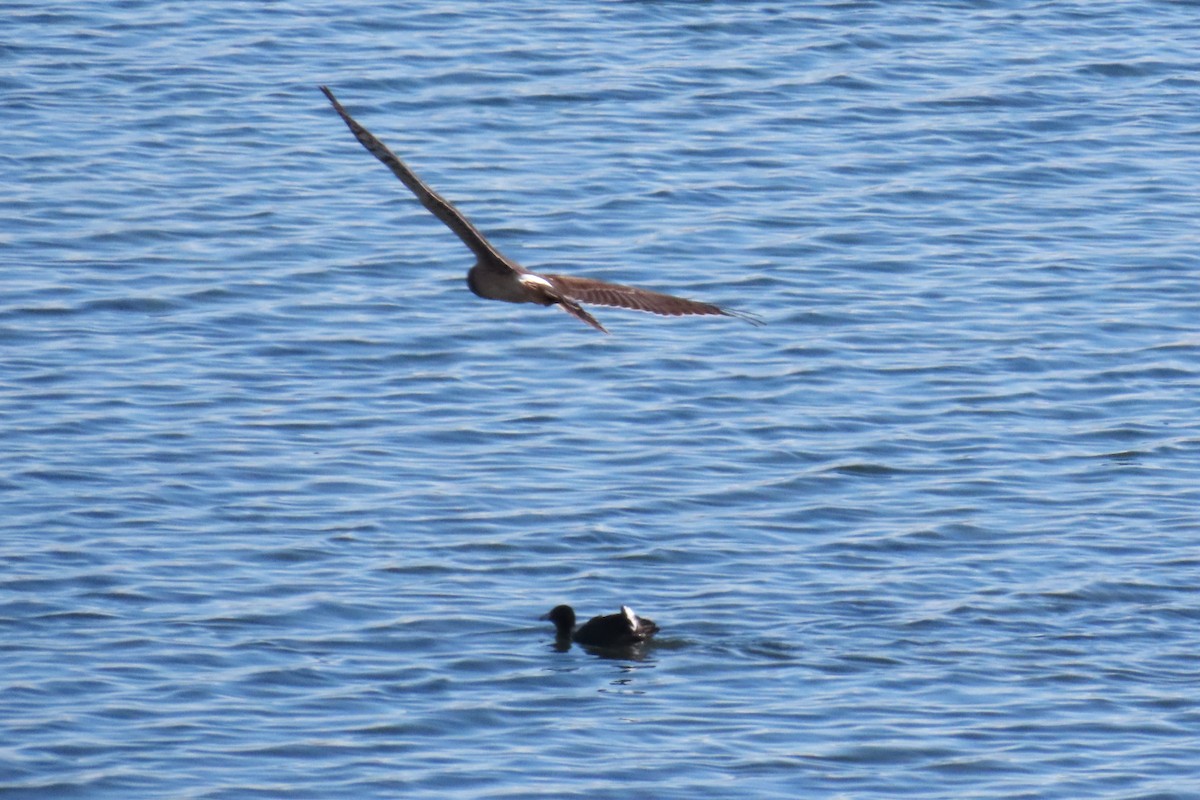 Northern Harrier - ML610532609