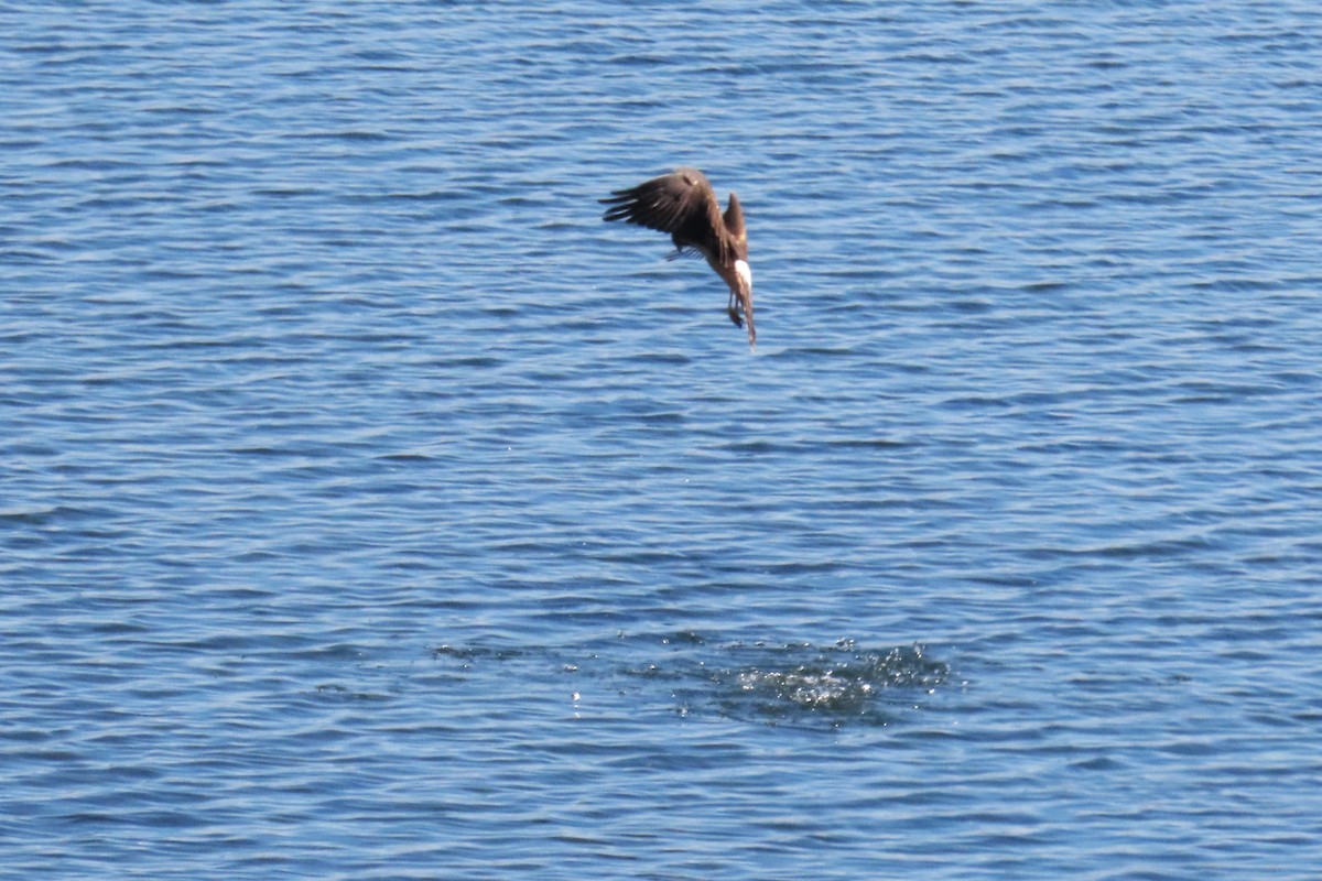 Northern Harrier - ML610532629