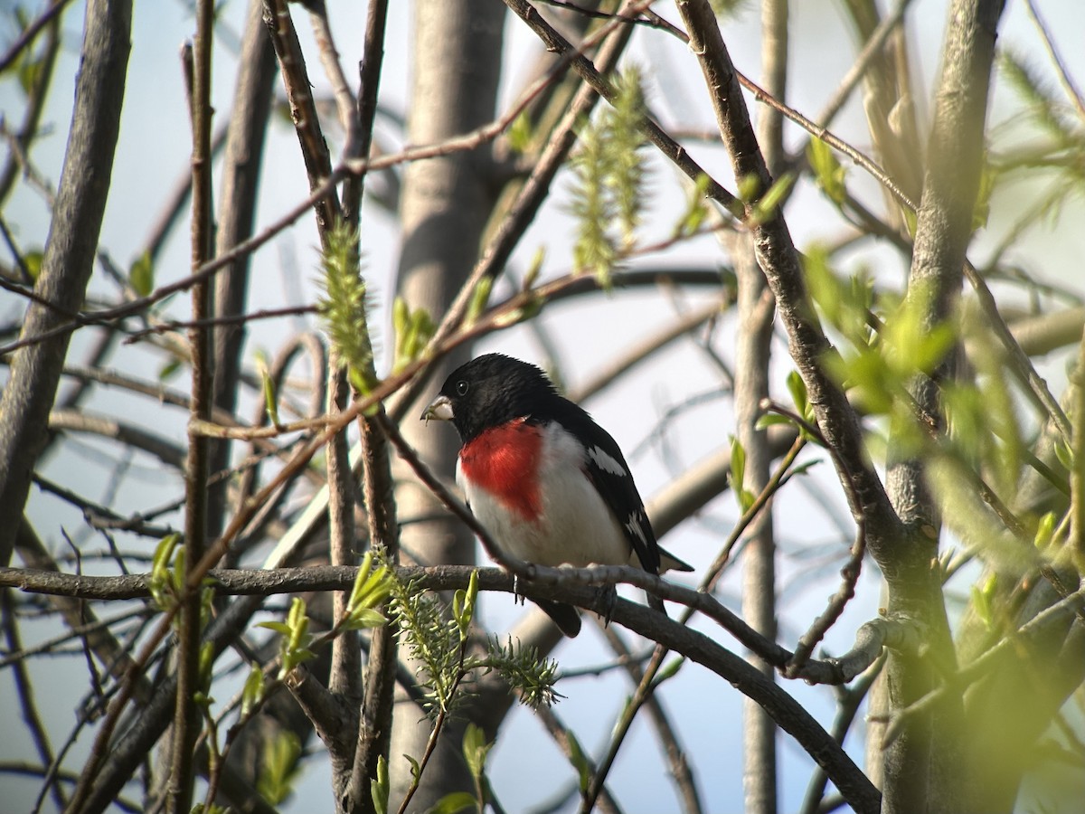 Cardinal à poitrine rose - ML610532706