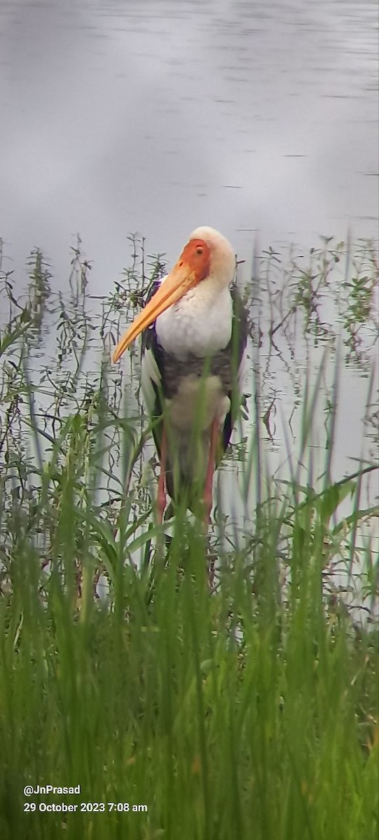 Painted Stork - ML610532823