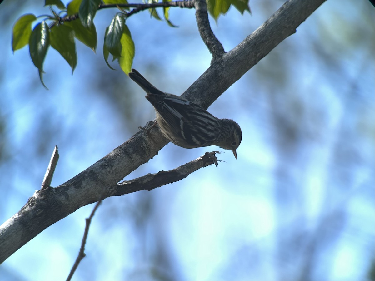 Black-and-white Warbler - ML610532824