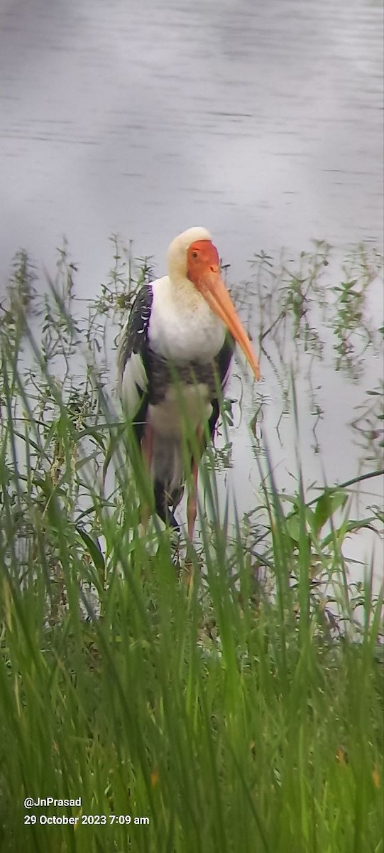 Painted Stork - ML610532828