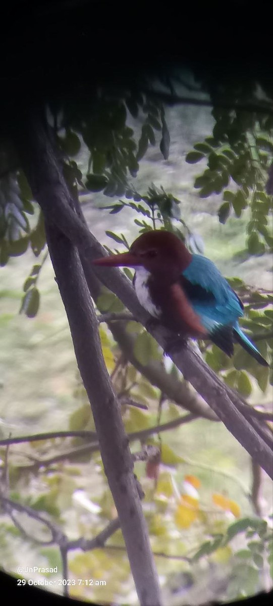 White-throated Kingfisher - ML610532841