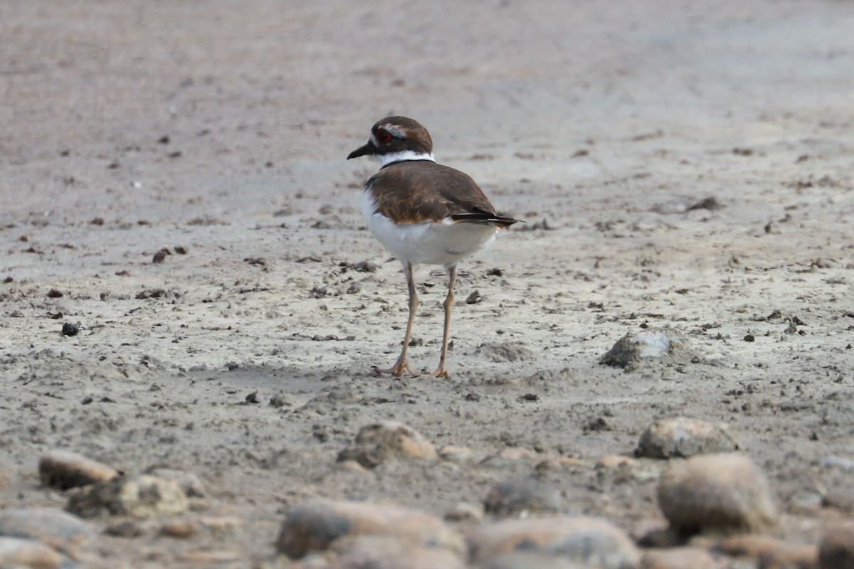 Killdeer - ML610532910