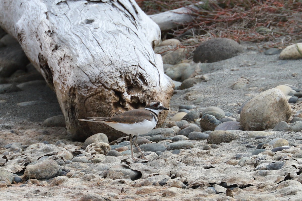 Killdeer - ML610532911