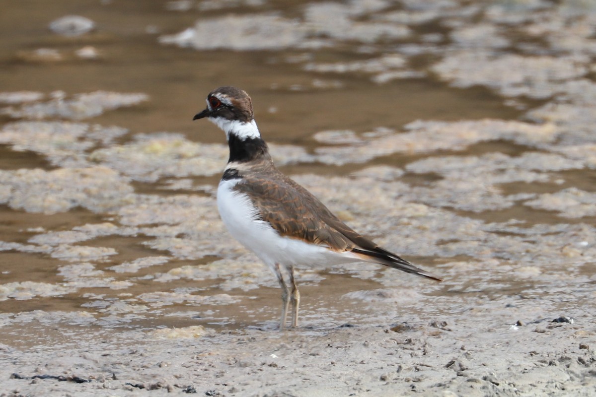 Killdeer - ML610532912