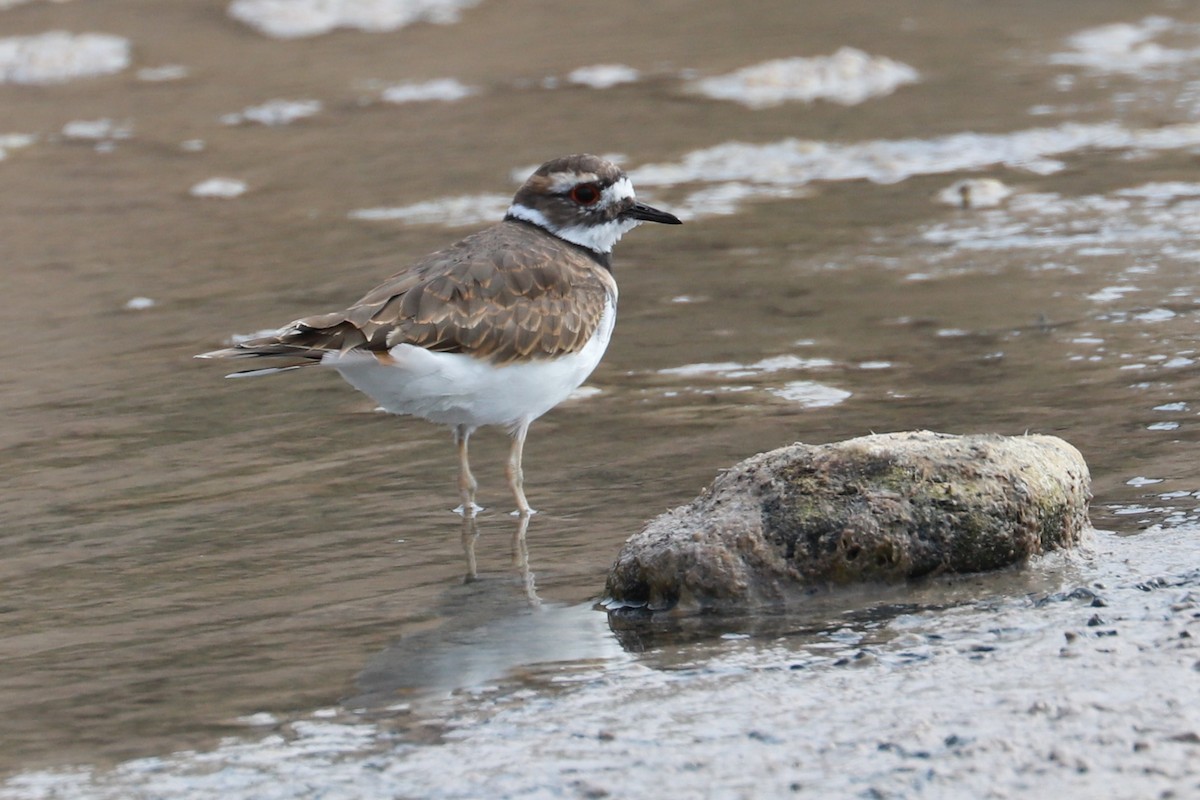 Killdeer - ML610532913