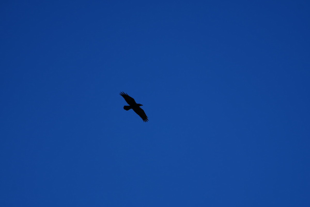 Common Raven - ML610532927