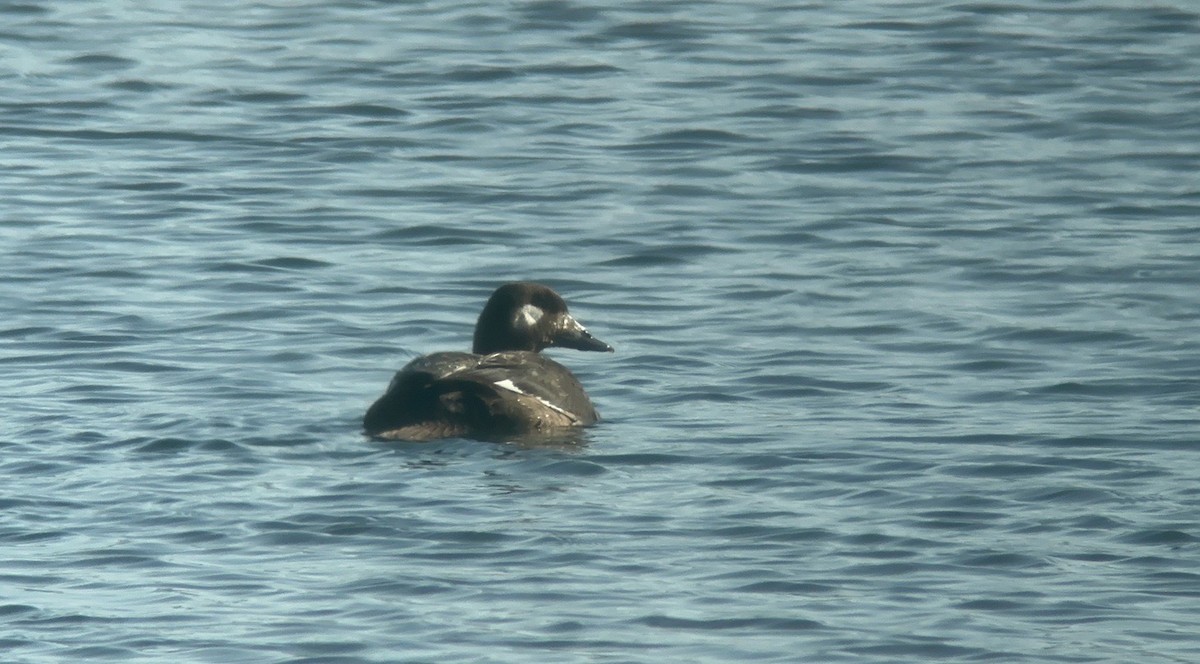 White-winged Scoter - Daniel Casey